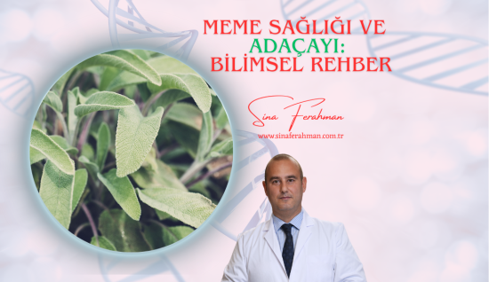 Adaçayı Meme Sağlığına Etkisi: Bilimsel Rehber | Nasıl Kullanılır, Kimler İçin Uygun, Ne Kadar Tüketilmeli?